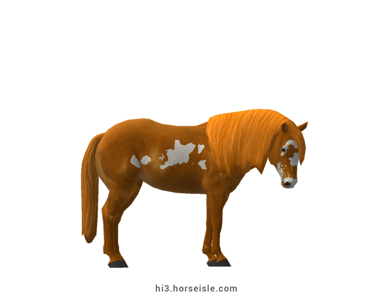 American Paint Horse Bright Chestnut Frame Coat